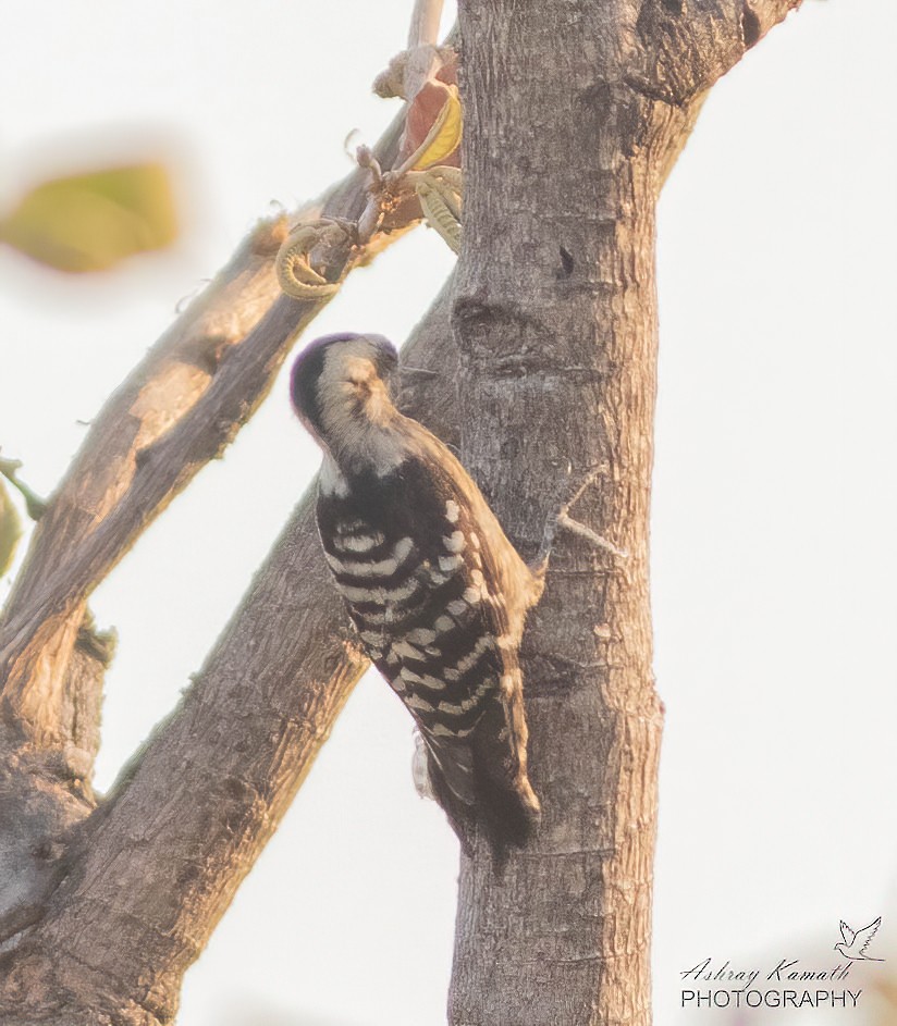 Gray-capped Pygmy Woodpecker - ML620499856