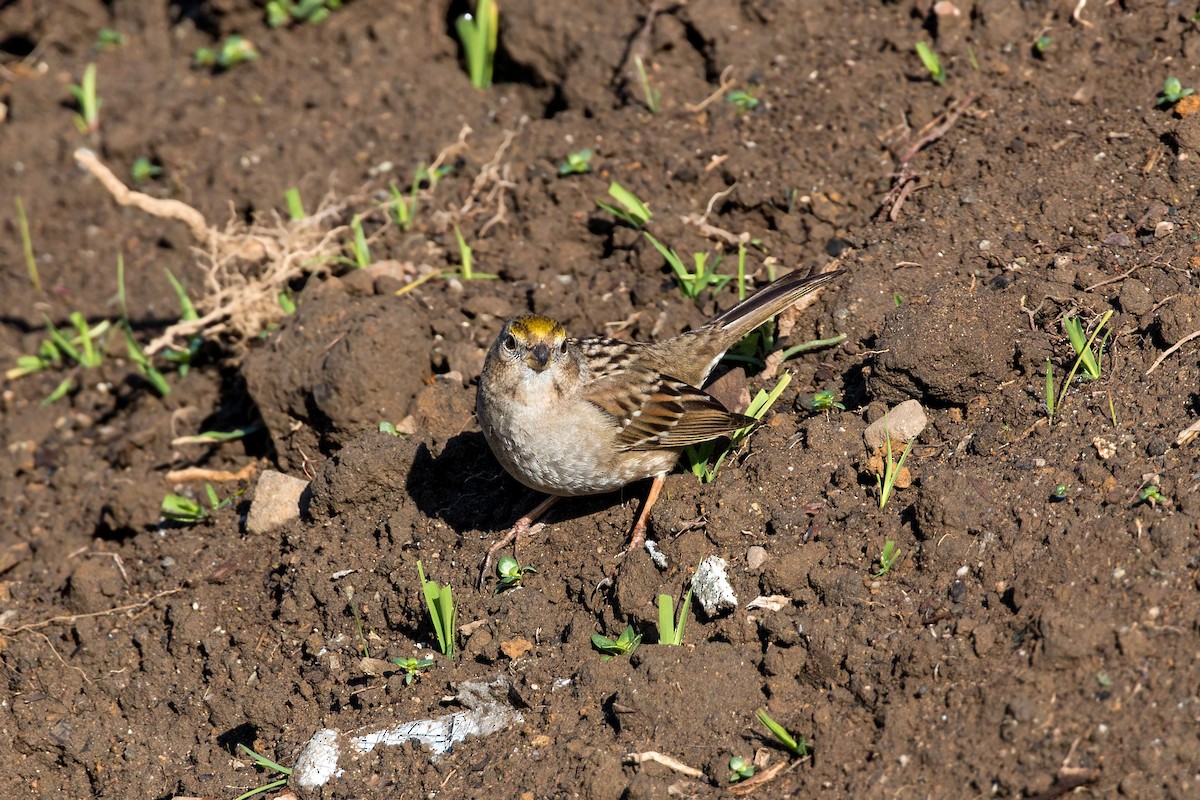 Golden-crowned Sparrow - ML620499857