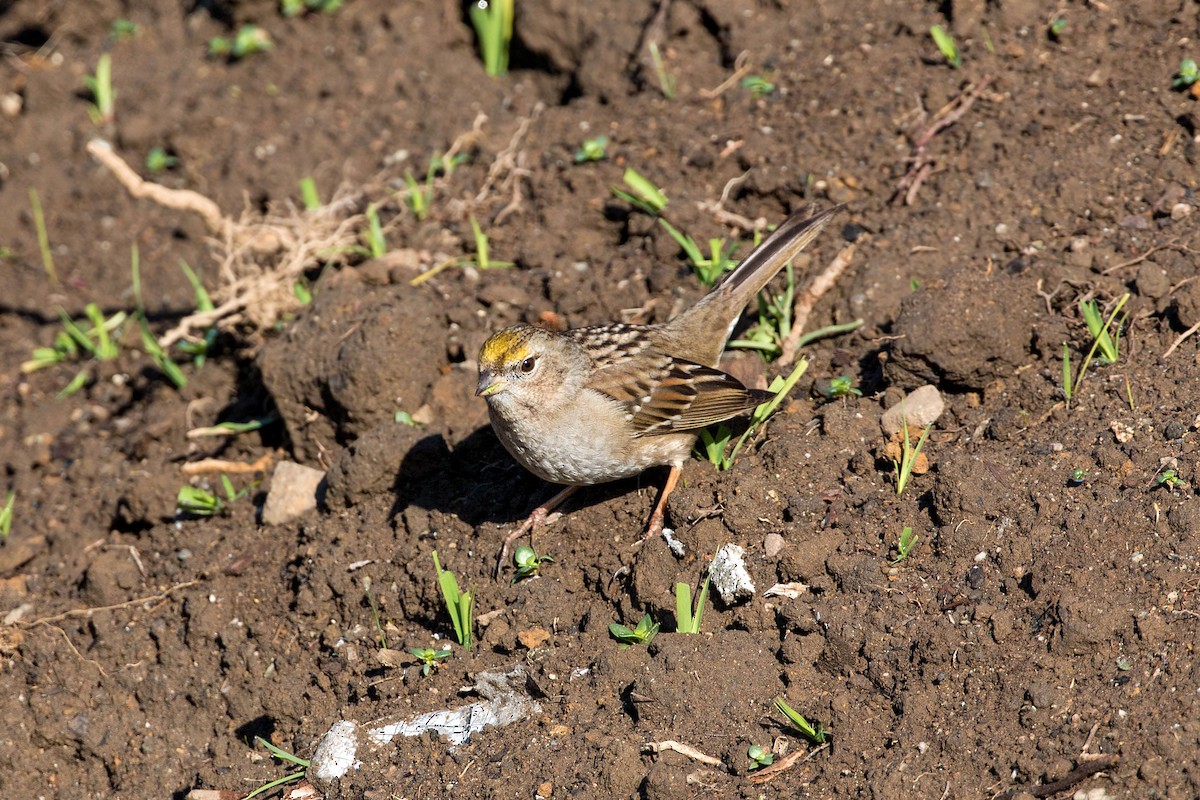 Golden-crowned Sparrow - ML620499858