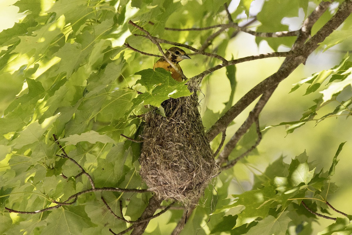 Baltimore Oriole - Kristof Zyskowski