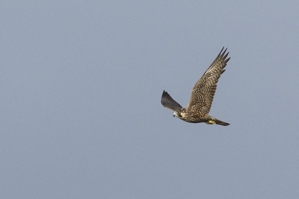 Peregrine Falcon (North American) - ML620499867