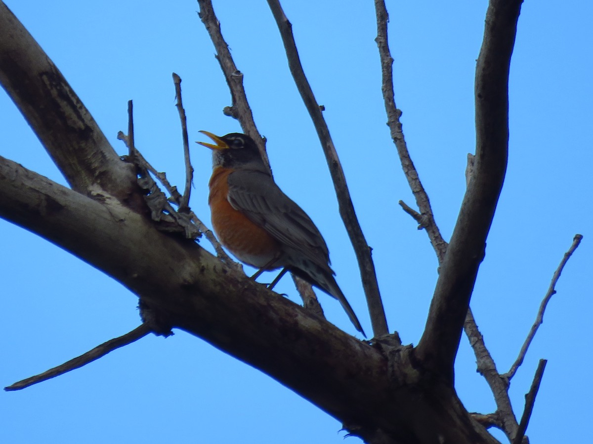 American Robin - ML620499868