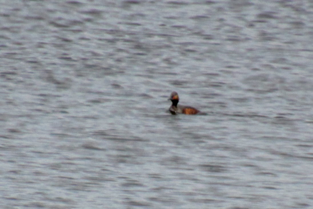 Eared Grebe - ML620499869