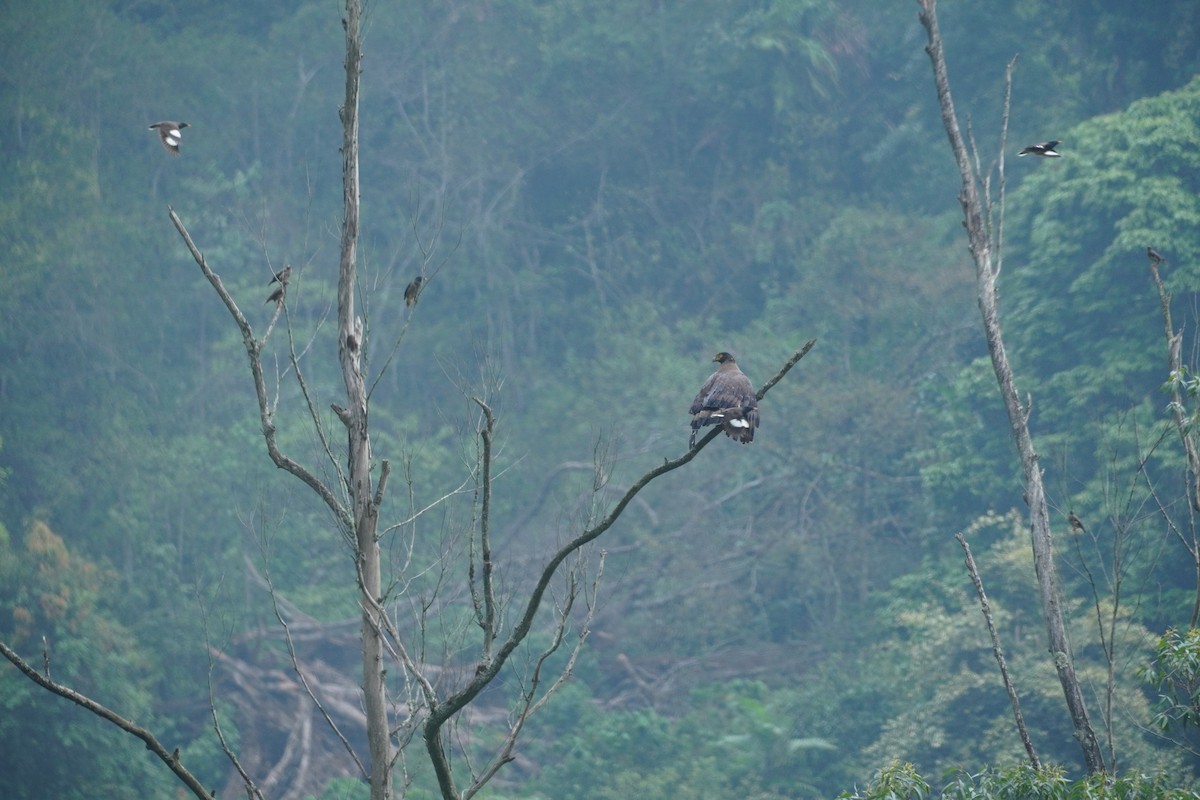 Crested Serpent-Eagle - ML620499871