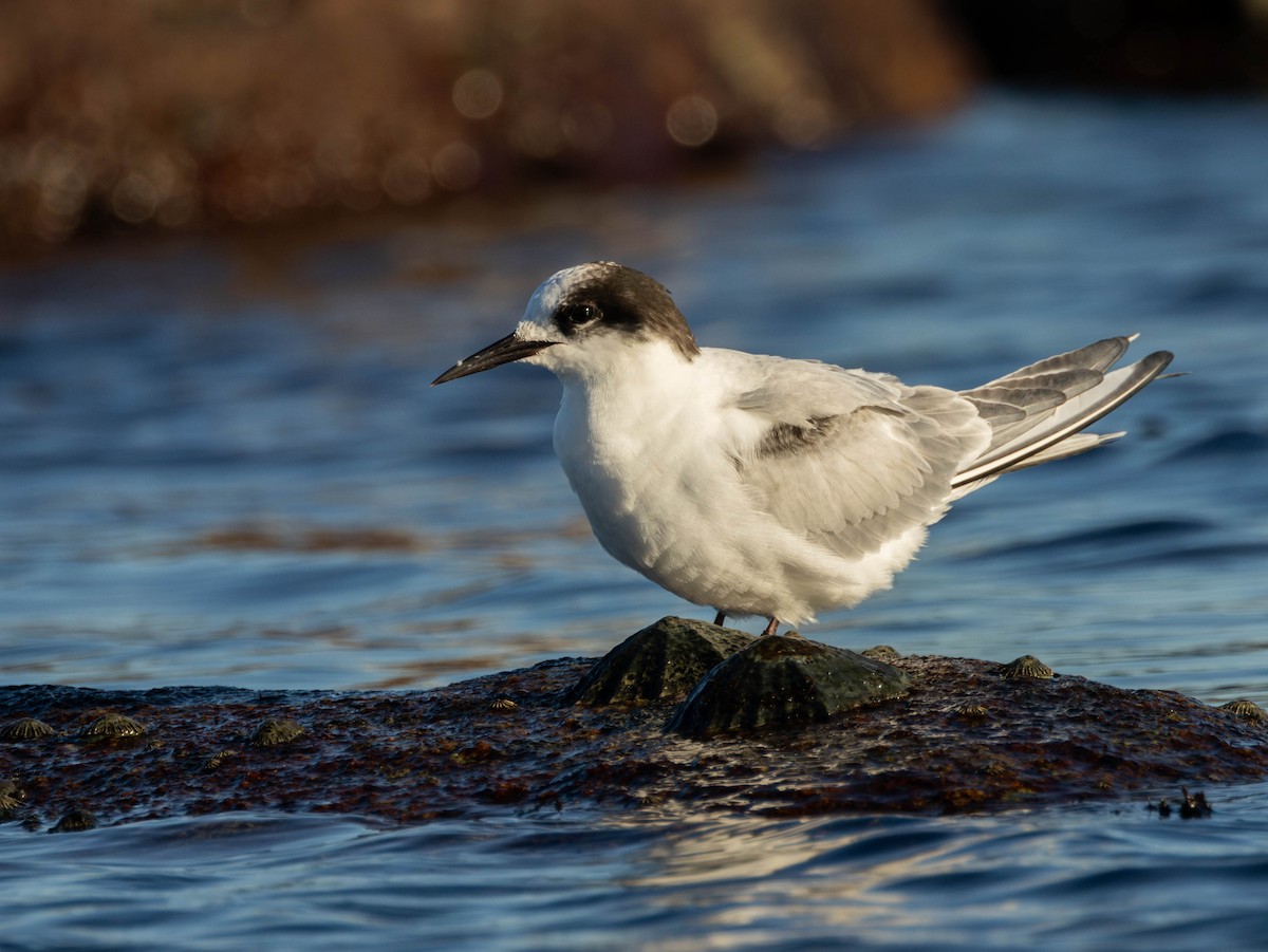 Antarctic Tern - ML620499875