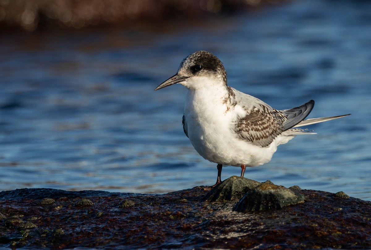 Antarctic Tern - ML620499877