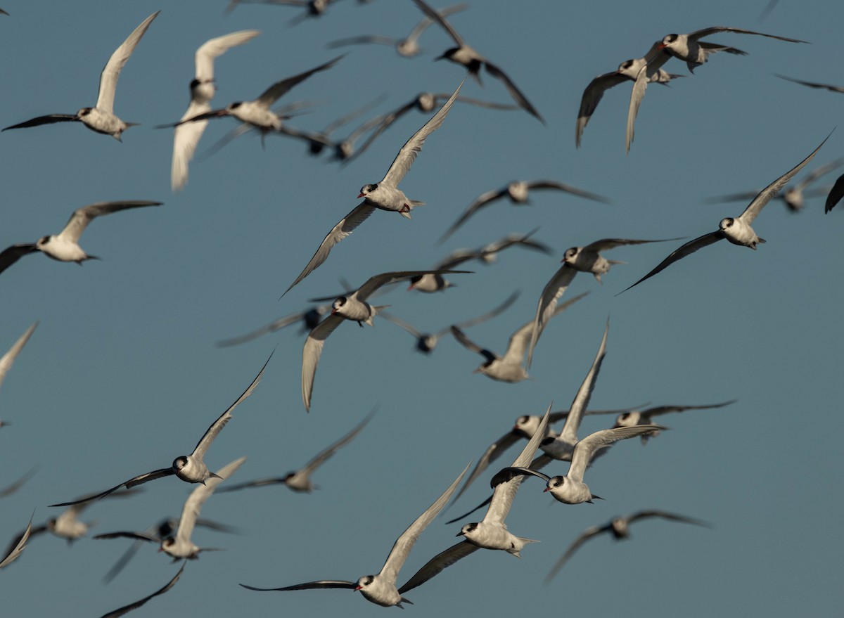 Antarctic Tern - ML620499880