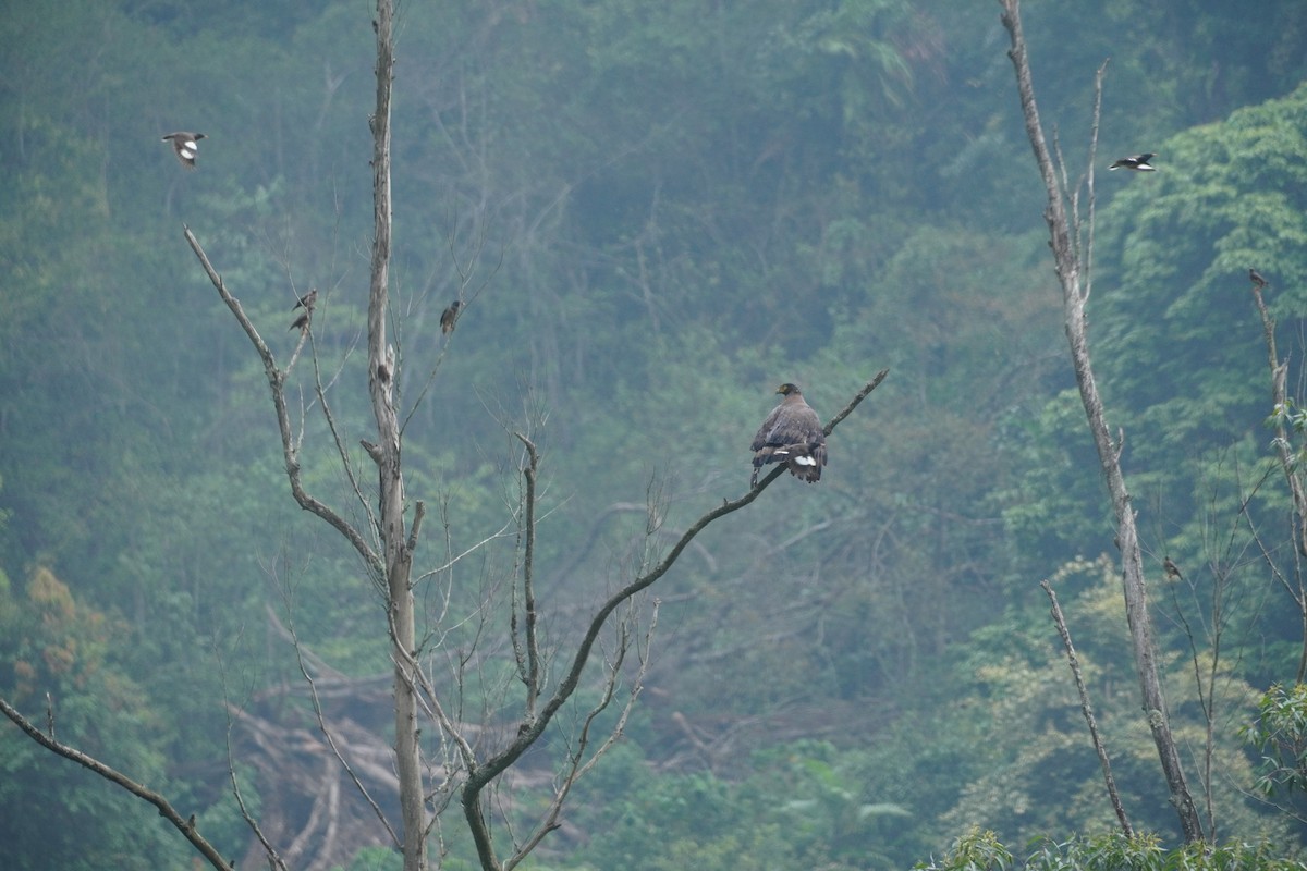 Crested Serpent-Eagle - ML620499881