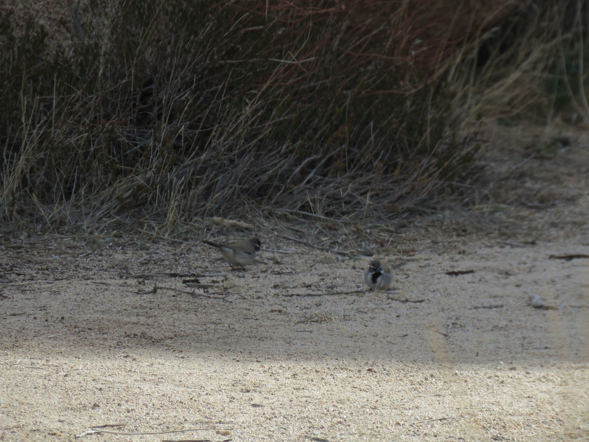 Black-throated Sparrow - ML620499882