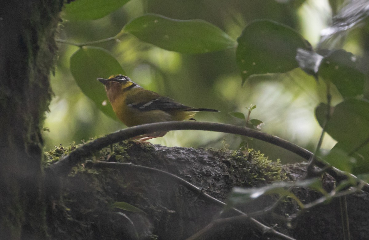 Black-eared Shrike-Babbler - ML620499883