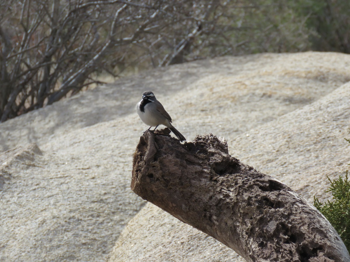Black-throated Sparrow - ML620499884