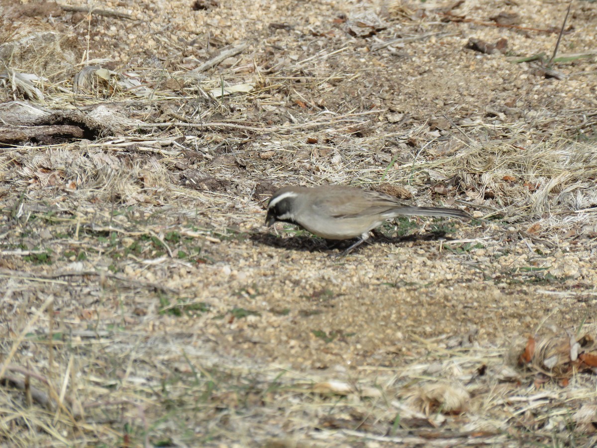 Black-throated Sparrow - ML620499887