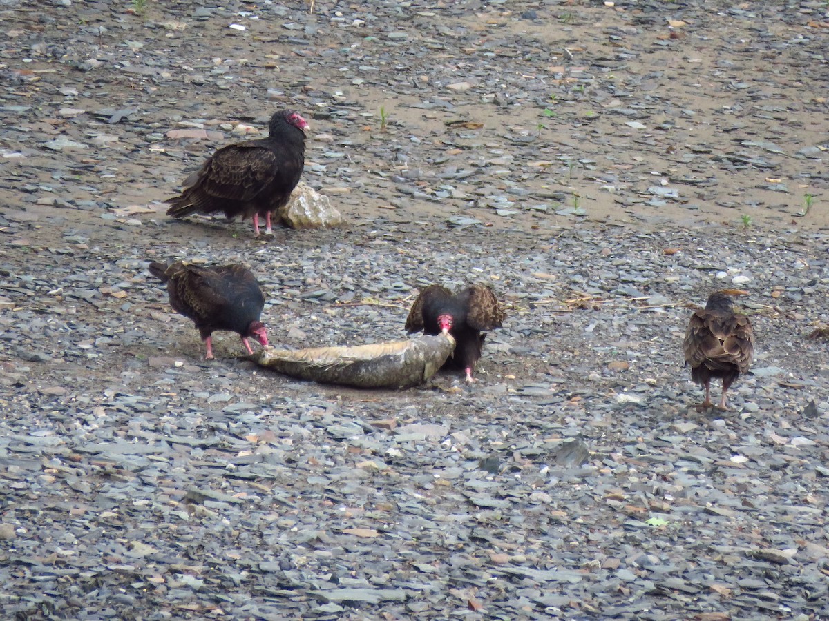 Turkey Vulture - ML620499893