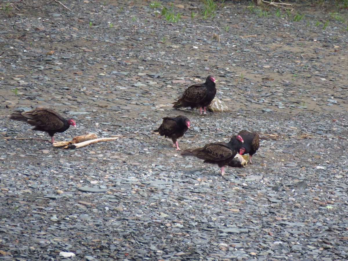 Turkey Vulture - Ken Orich