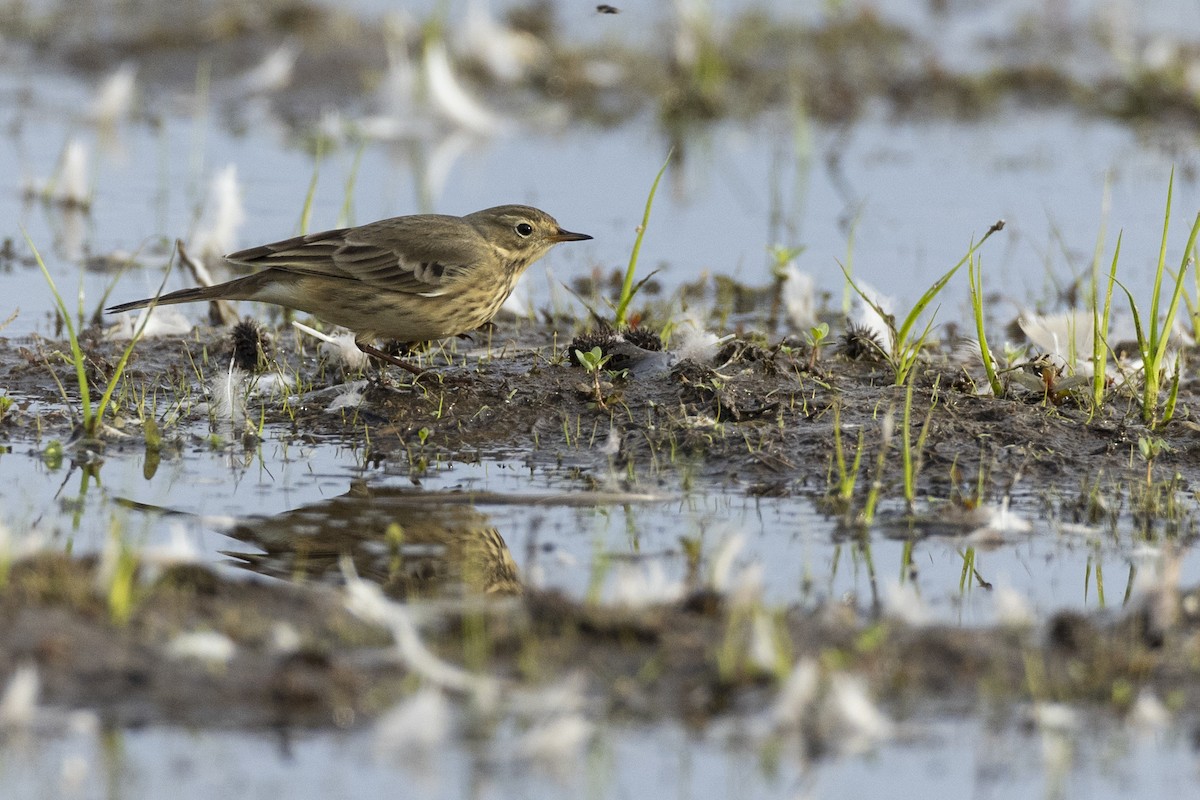 American Pipit - ML620499895