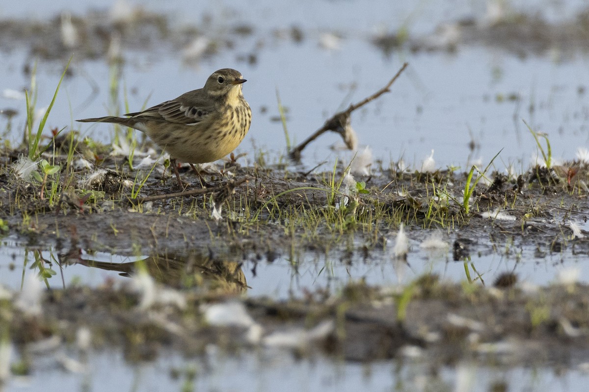 American Pipit - ML620499896