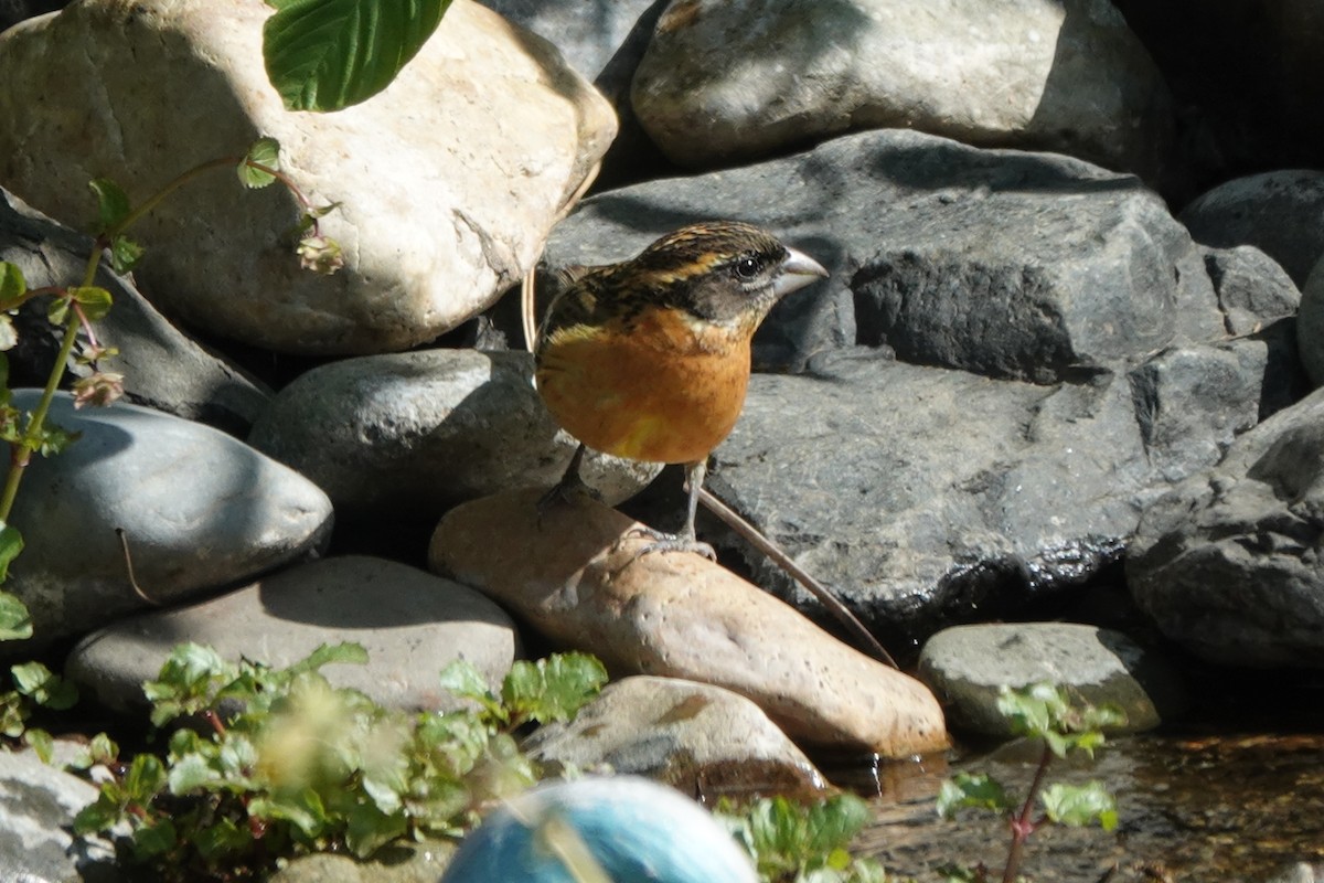 Black-headed Grosbeak - ML620499899