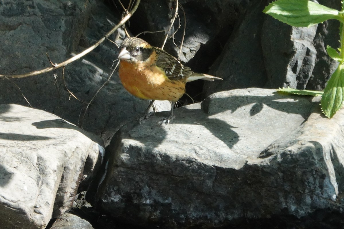 Black-headed Grosbeak - Matthew Hunter