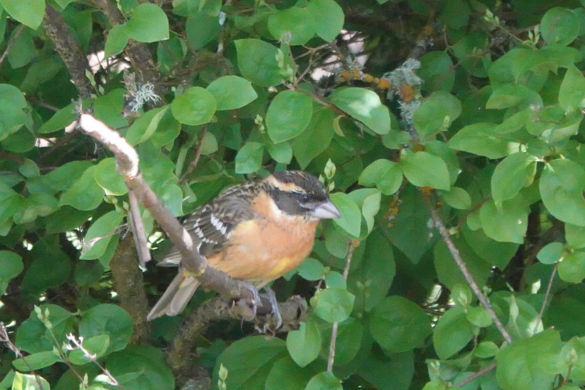 Black-headed Grosbeak - ML620499903