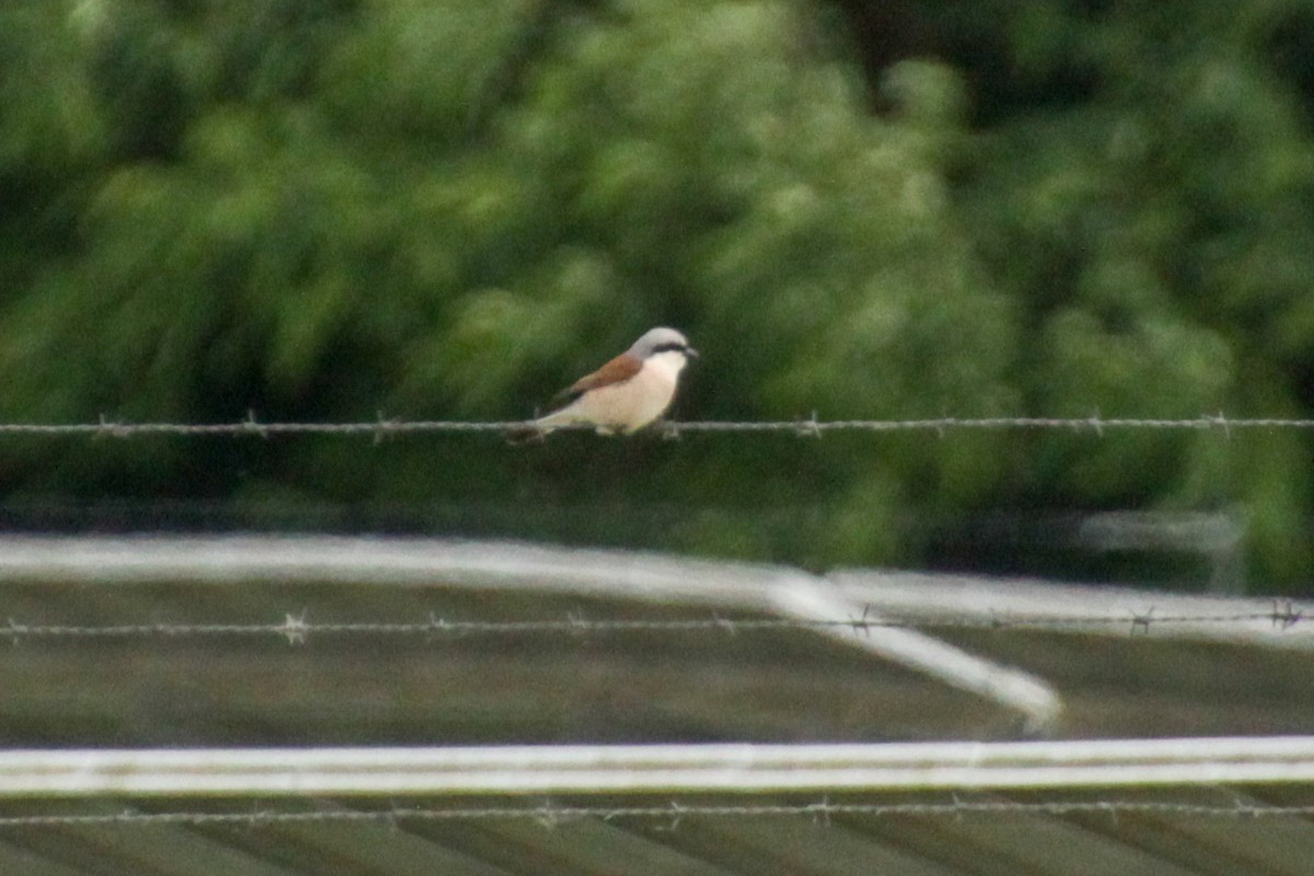 Red-backed Shrike - ML620499904