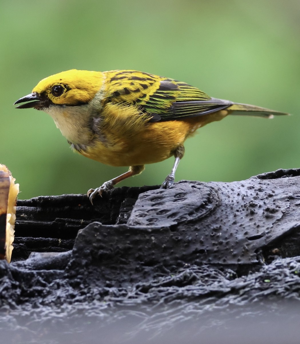 Silver-throated Tanager - ML620499907