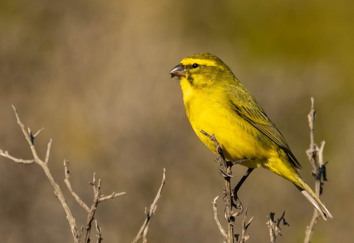 Yellow Canary - Garret Skead