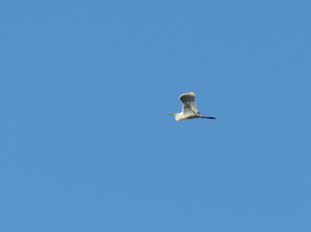 Great Egret - ML620499910