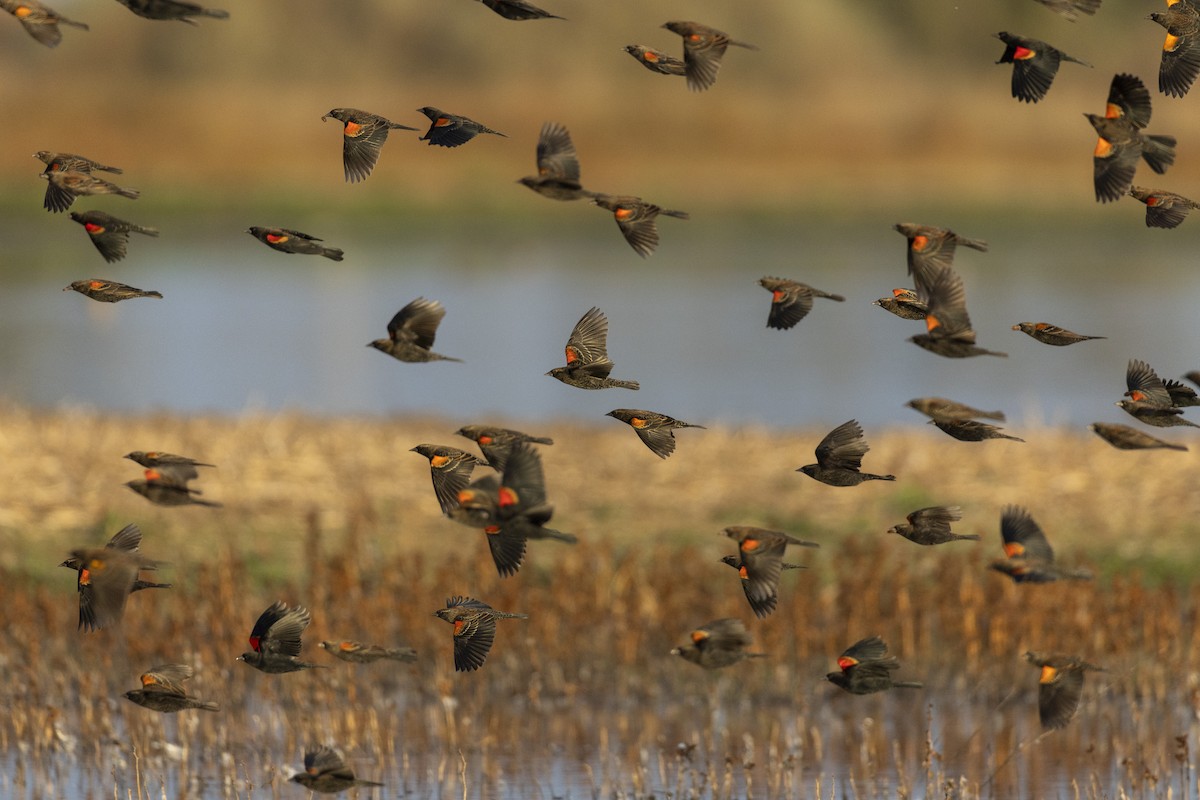 Red-winged Blackbird (California Bicolored) - ML620499917