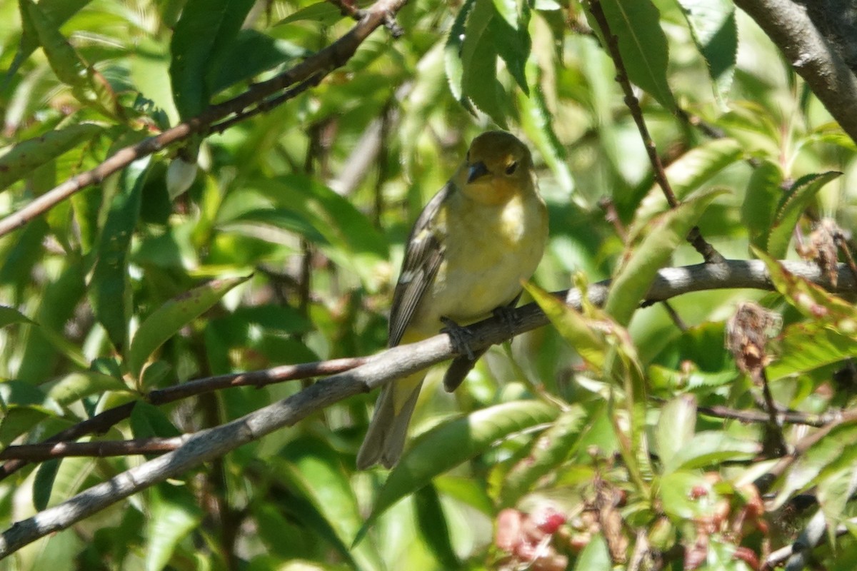 Western Tanager - ML620499919