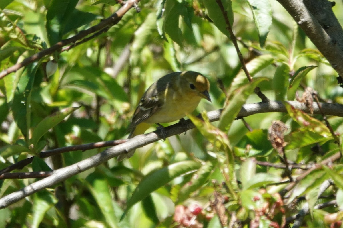 Western Tanager - ML620499920