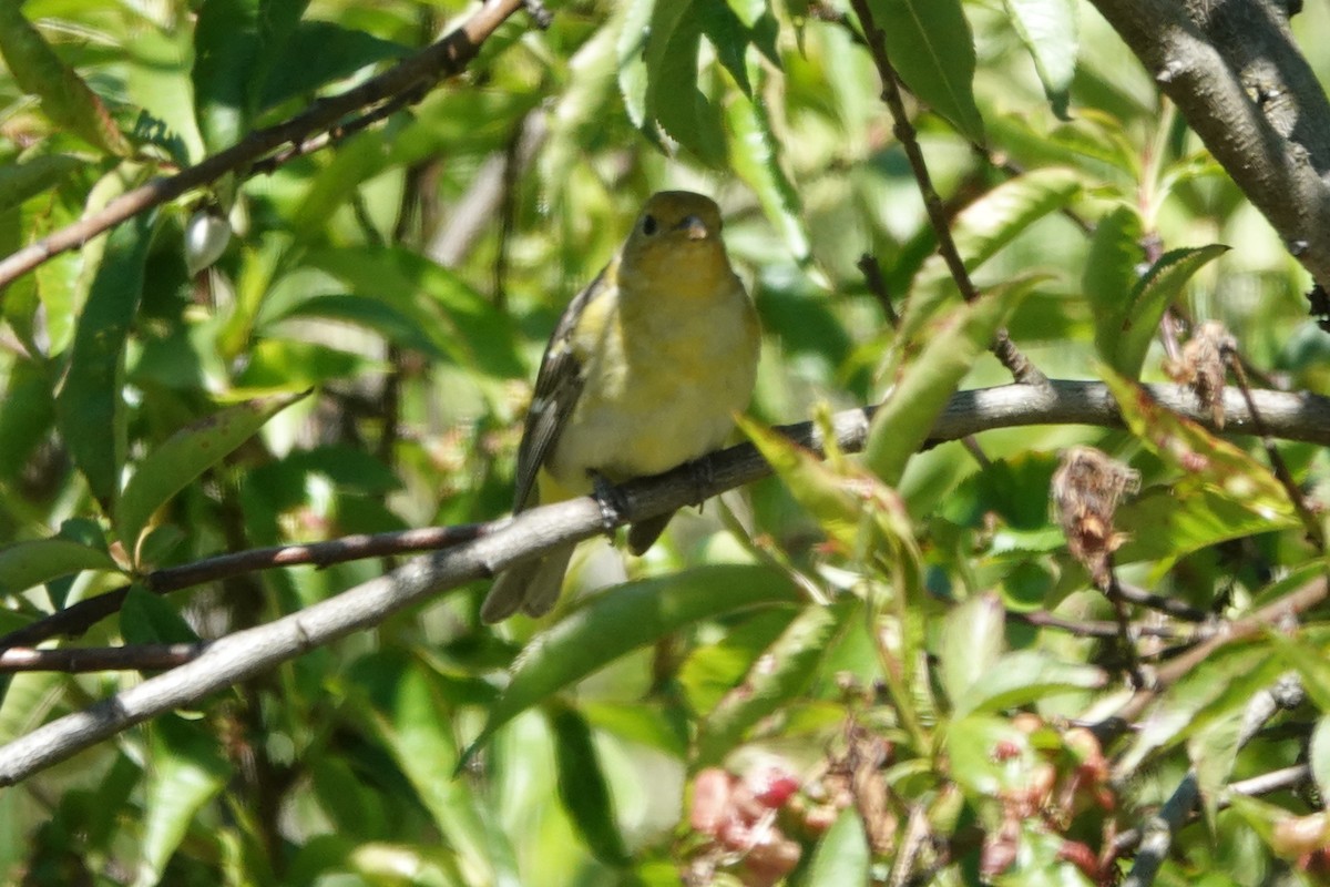 Western Tanager - ML620499921