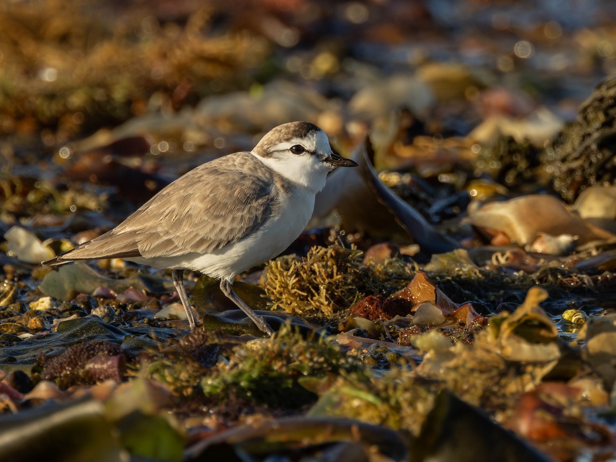 White-fronted Plover - ML620499922