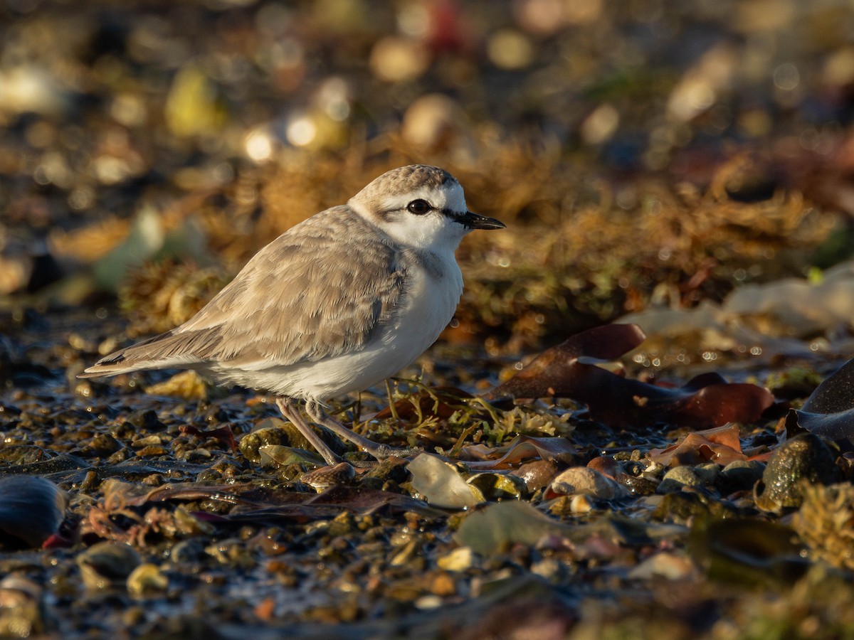 White-fronted Plover - ML620499923