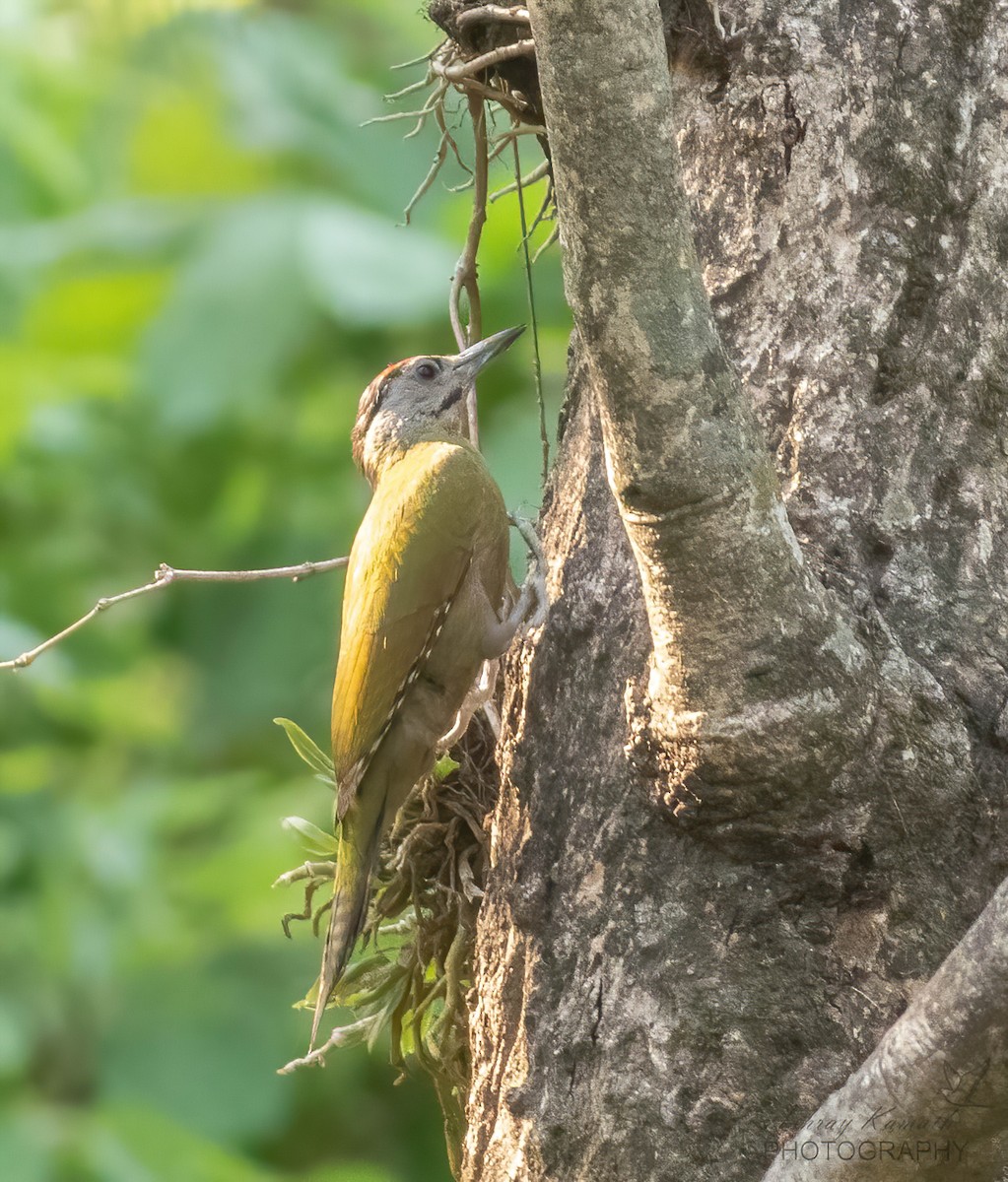 Gray-headed Woodpecker - ML620499926