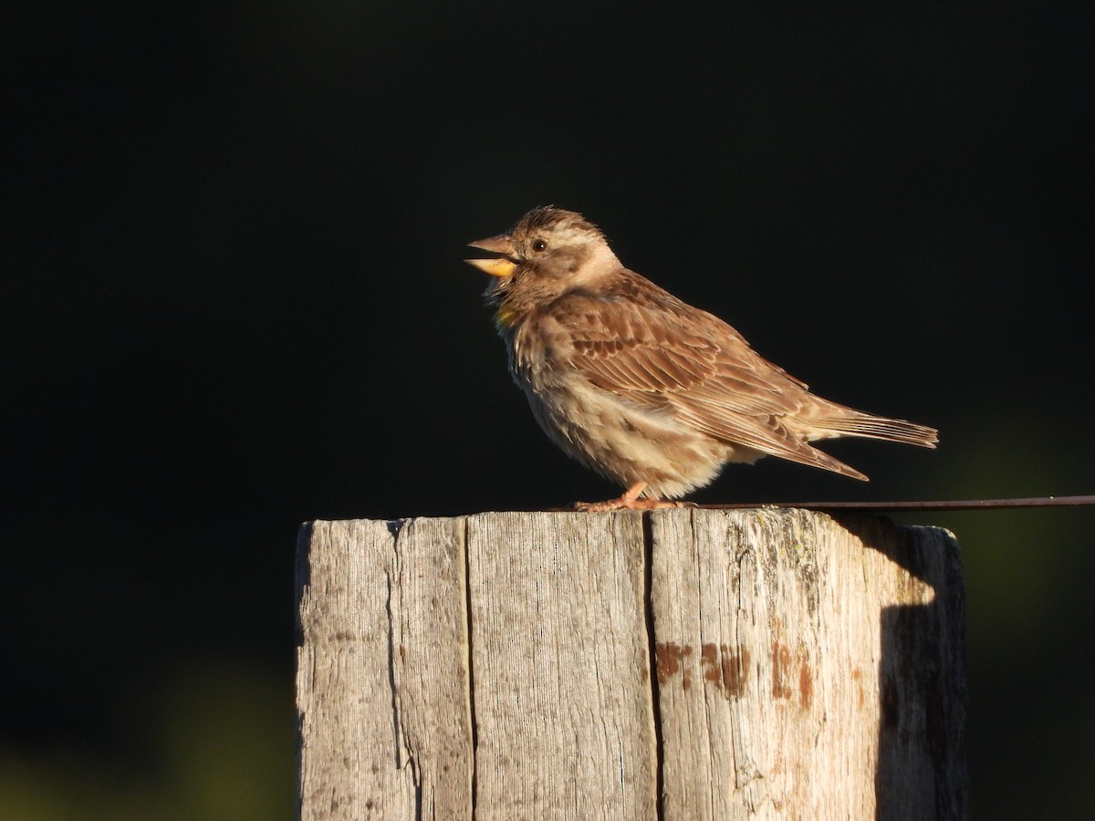 Rock Sparrow - ML620499928