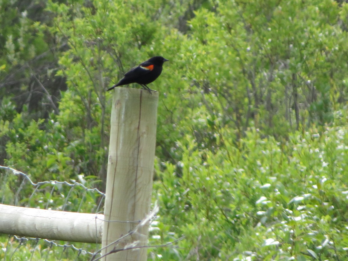 Red-winged Blackbird - ML620499930