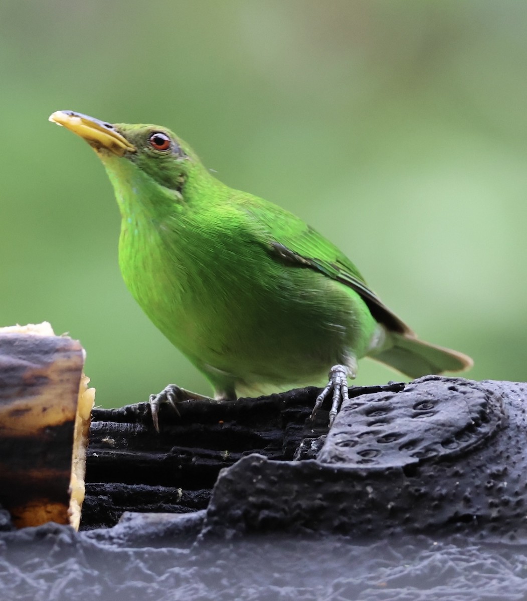 Green Honeycreeper - ML620499935