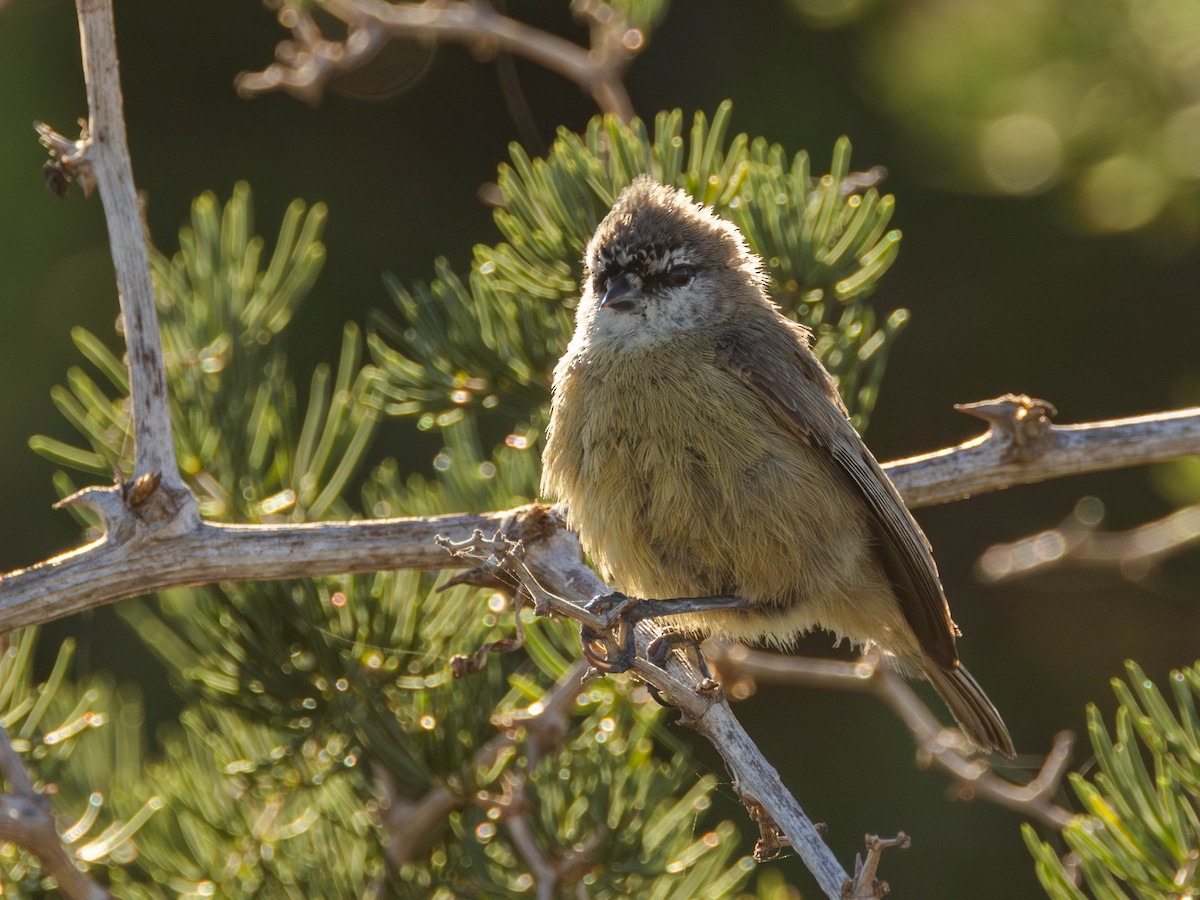 Pájaro Moscón de El Cabo - ML620499937