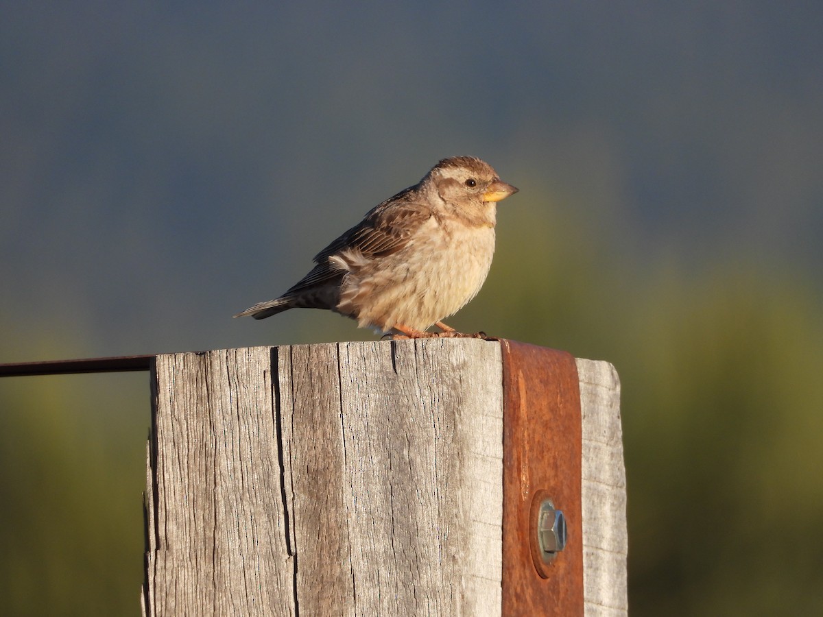 Rock Sparrow - ML620499938