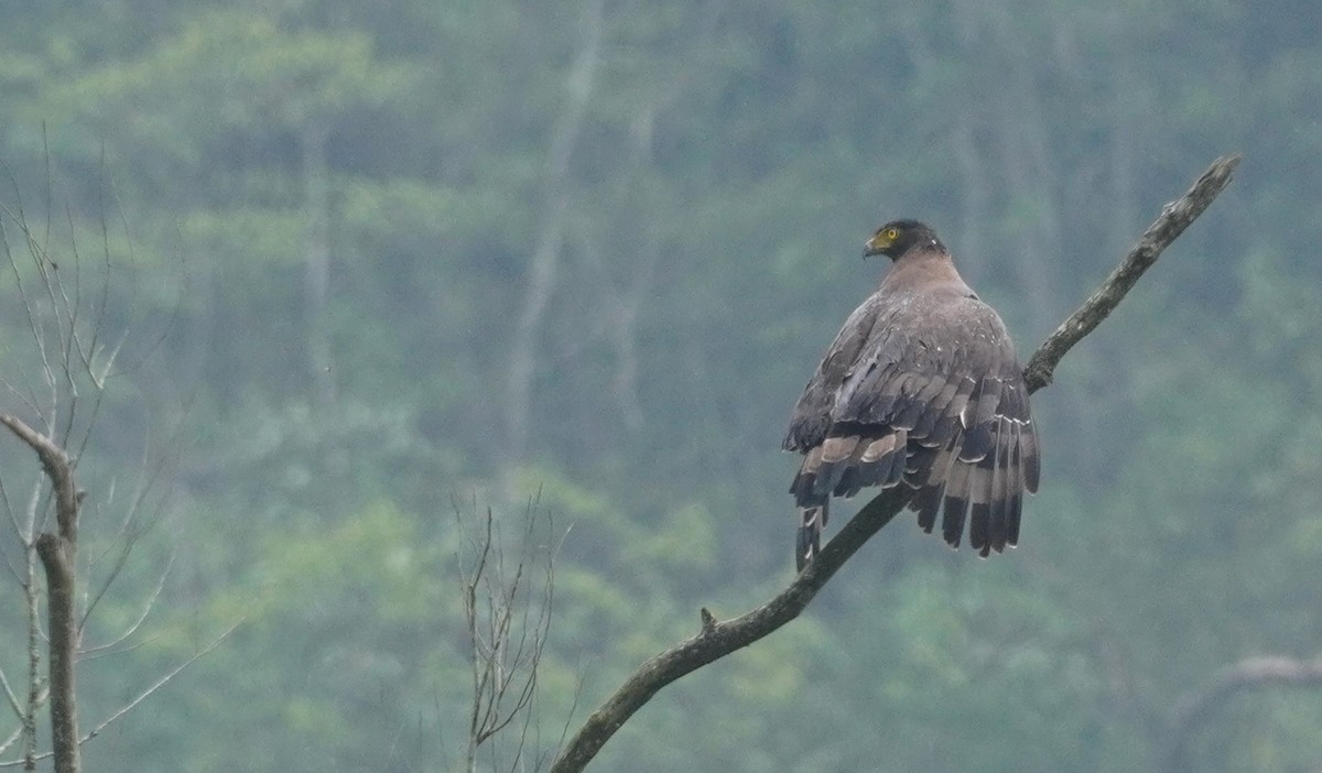 Crested Serpent-Eagle - ML620499942