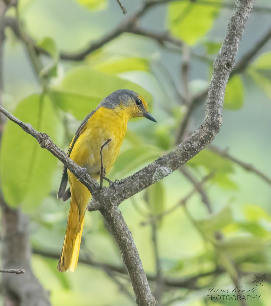 Scarlet Minivet - ML620499948