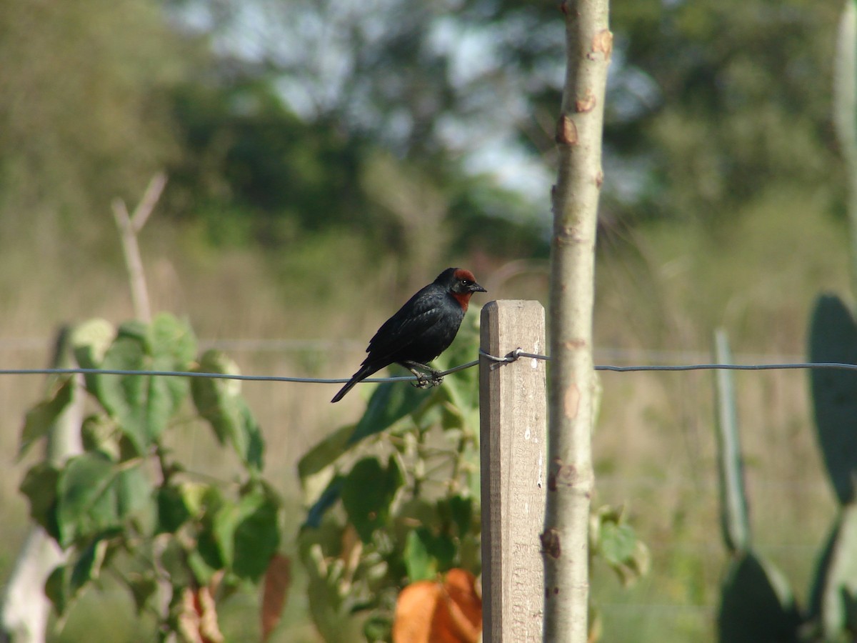 Chestnut-capped Blackbird - ML620499949