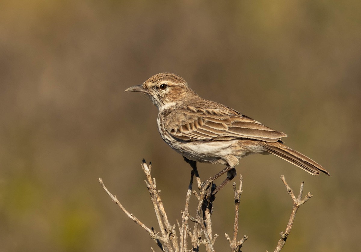 Karoo Lark - ML620499950