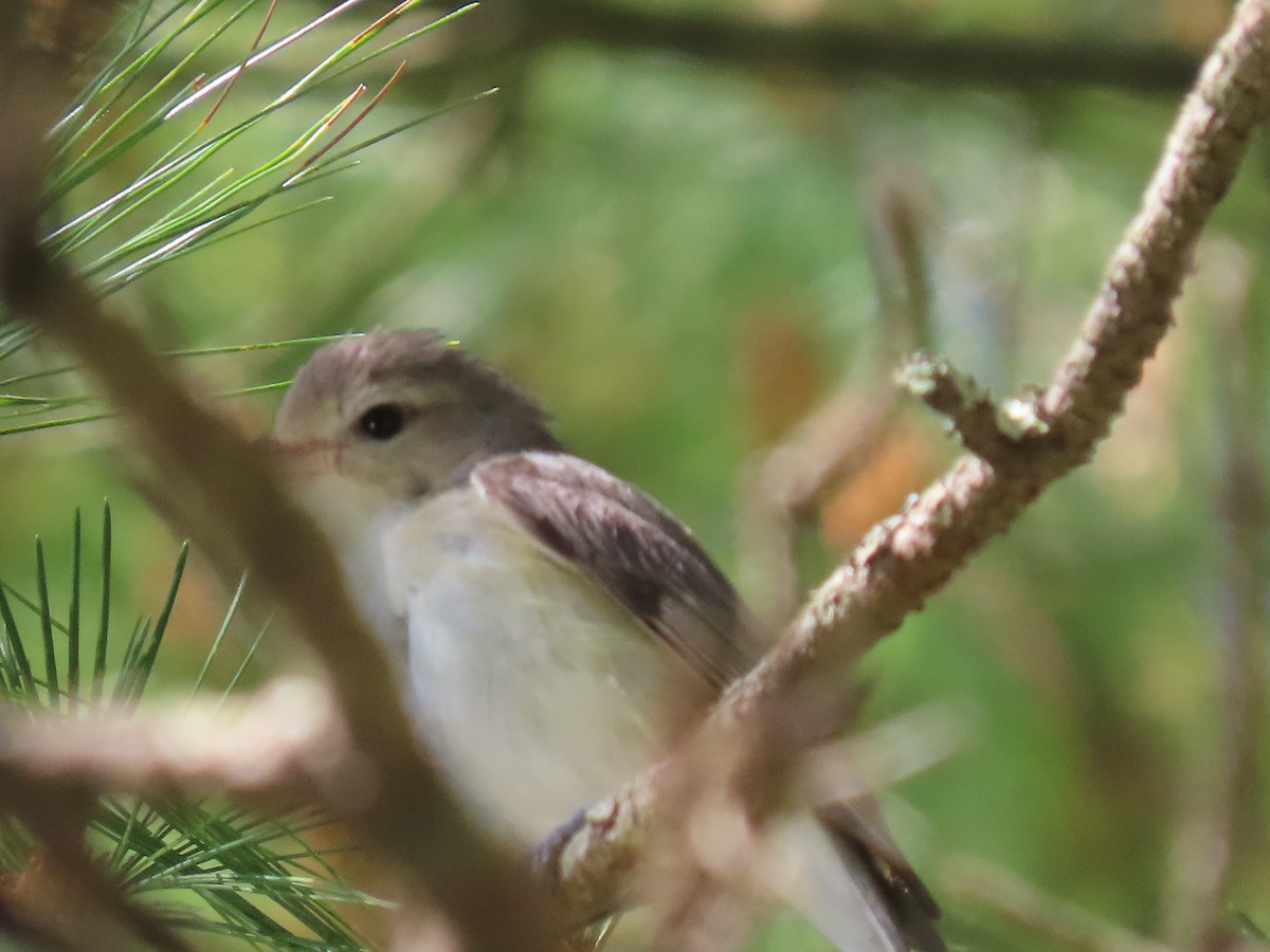 Warbling Vireo - ML620499952