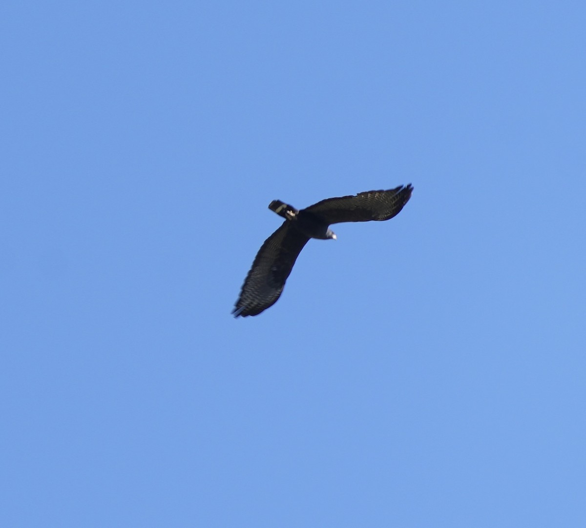 Zone-tailed Hawk - ML620499955