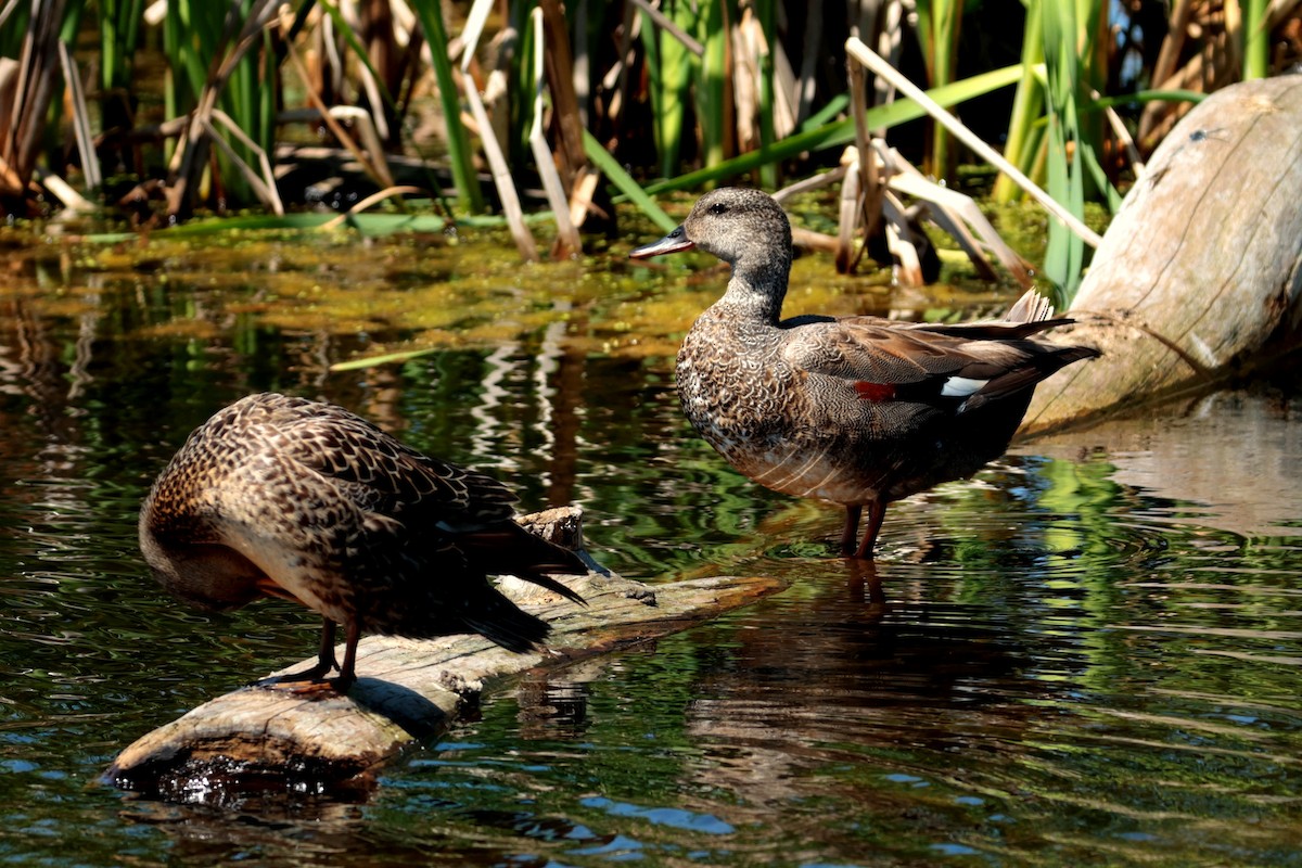 Gadwall - ML620499956