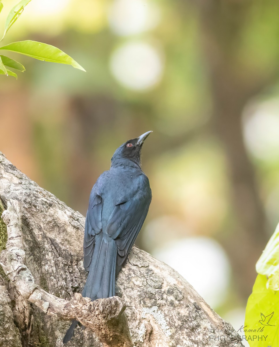 drongo kouřový - ML620499957