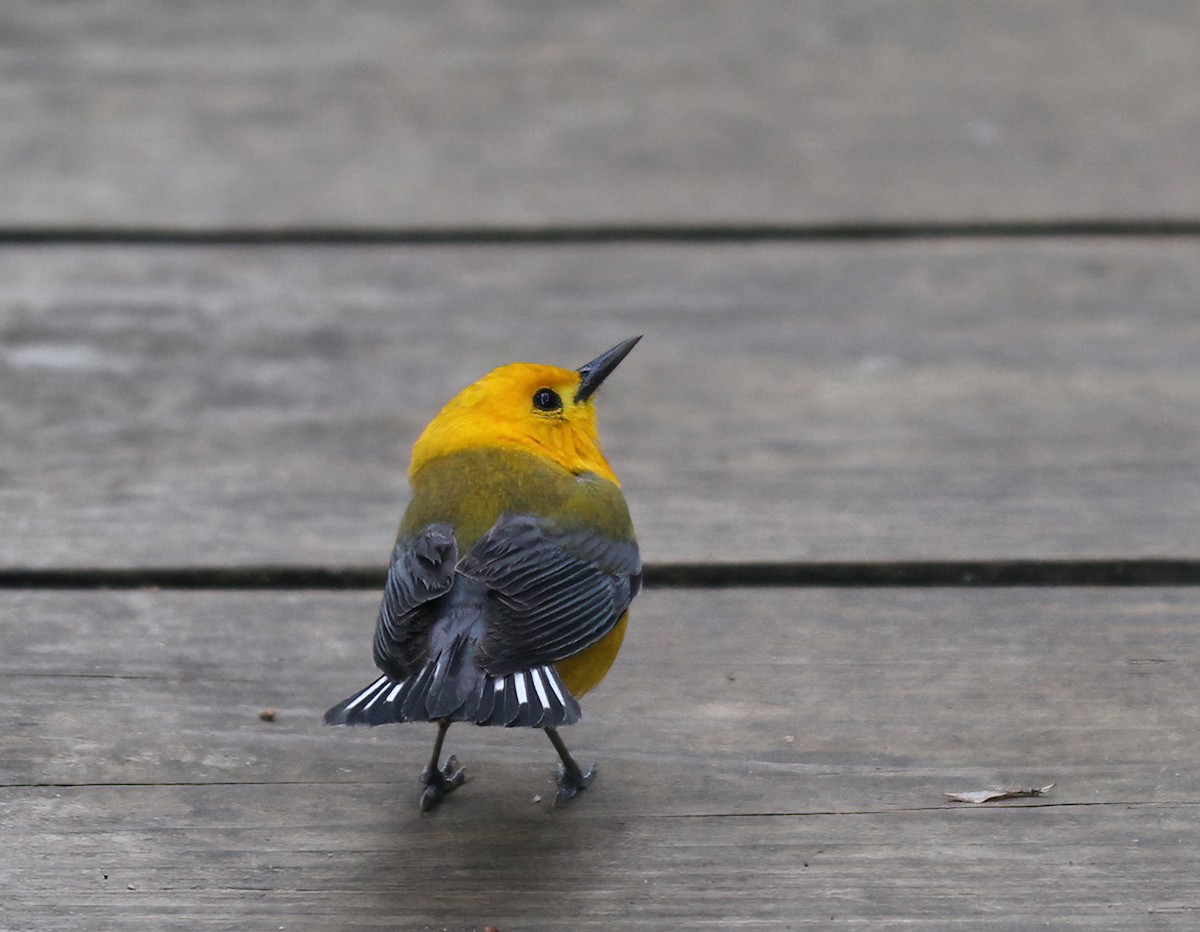 Prothonotary Warbler - ML620499959