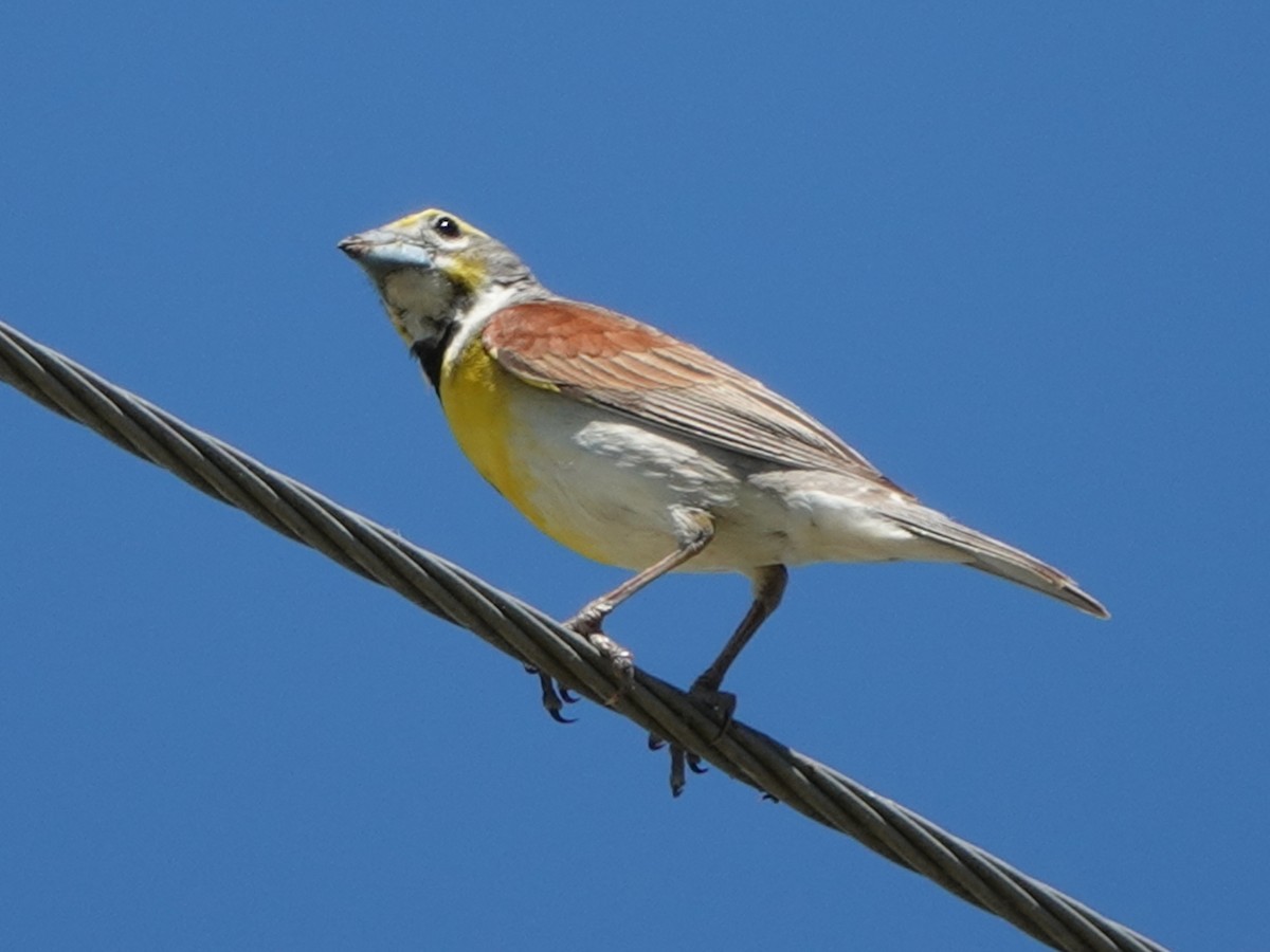 Dickcissel d'Amérique - ML620499960