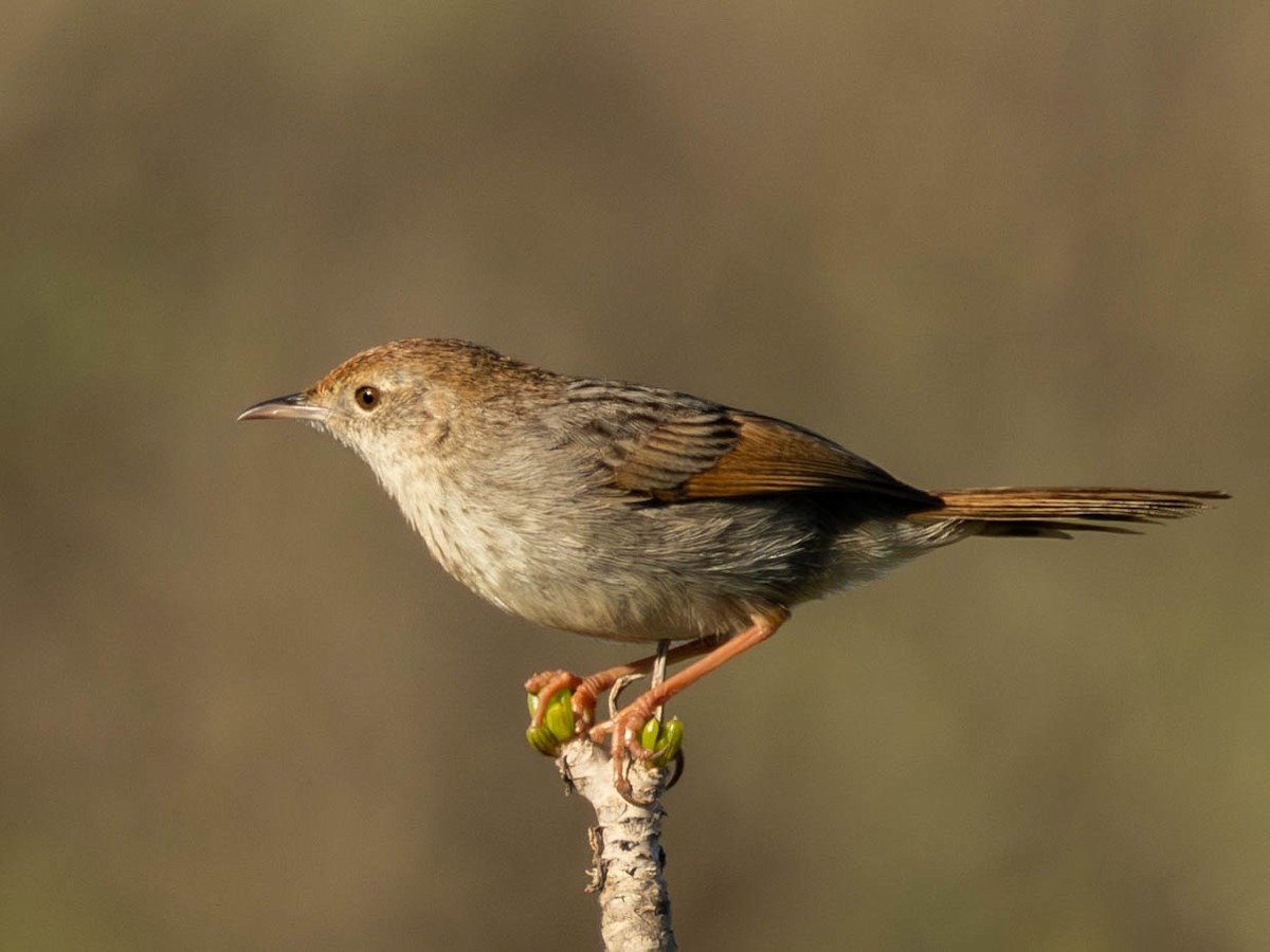 Red-headed Cisticola - ML620499964